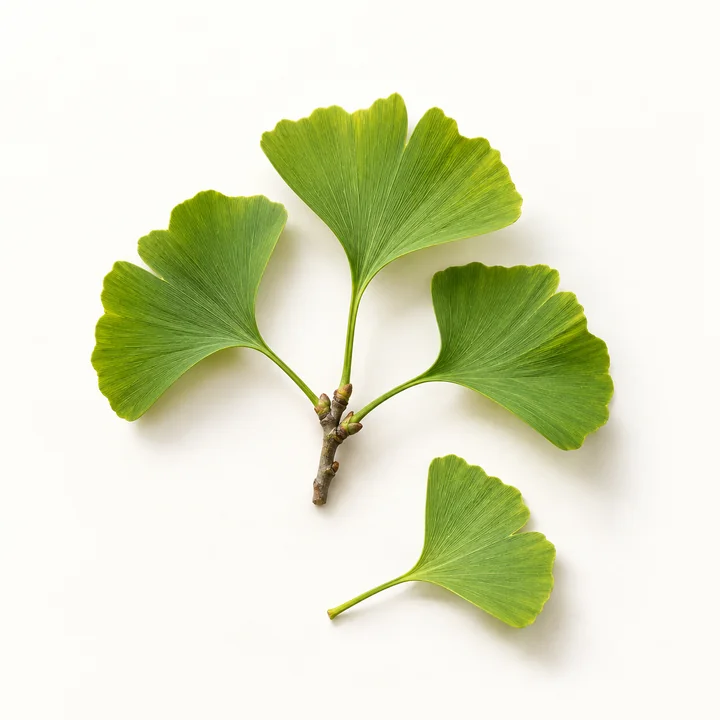 Ginkgo biloba yaprağı ekstresi